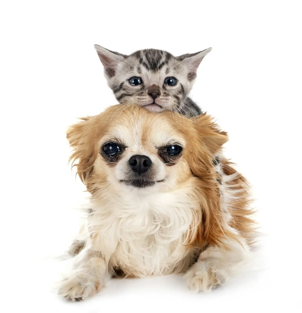 bengal-kitten-and-chihuahua-in-studio.jpg