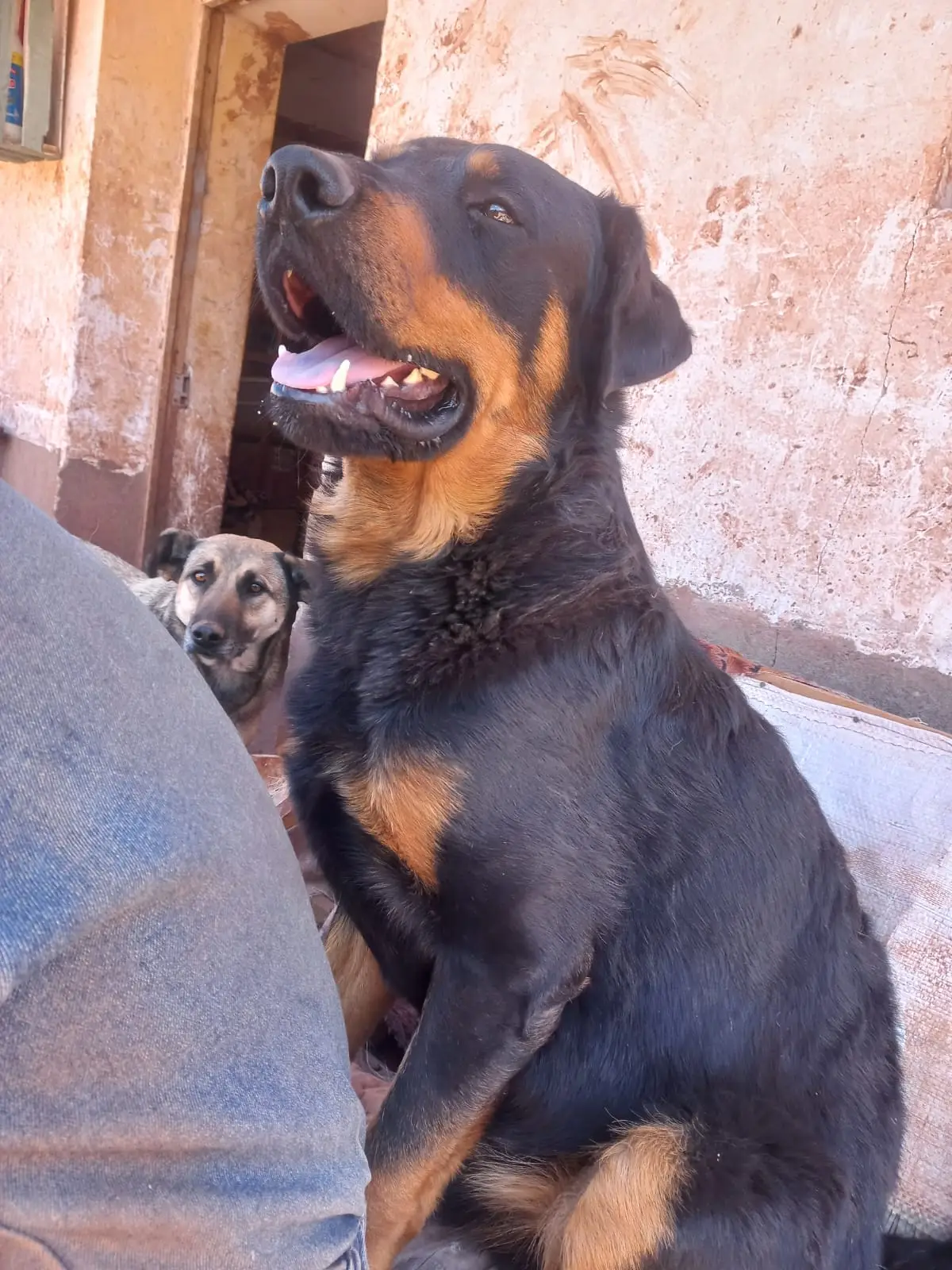 Bronco, perro rescatado en adopción en el albergue Callejeritos San Jerónimo, Cusco