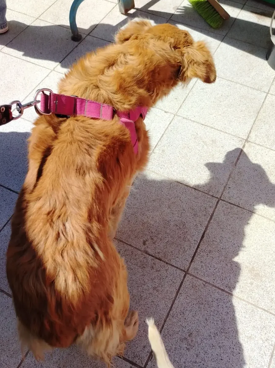 Canelita, perra sordomuda en adopción en el albergue Callejeritos San Jerónimo, Cusco