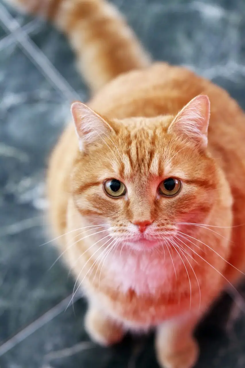cute-cat-on-the-floor-1.jpg