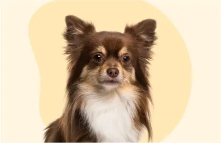 dog-pic-02.jpg