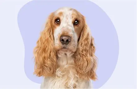 dog-pic-03.jpg