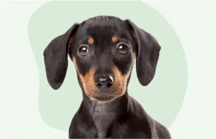 dog-pic-05.jpg