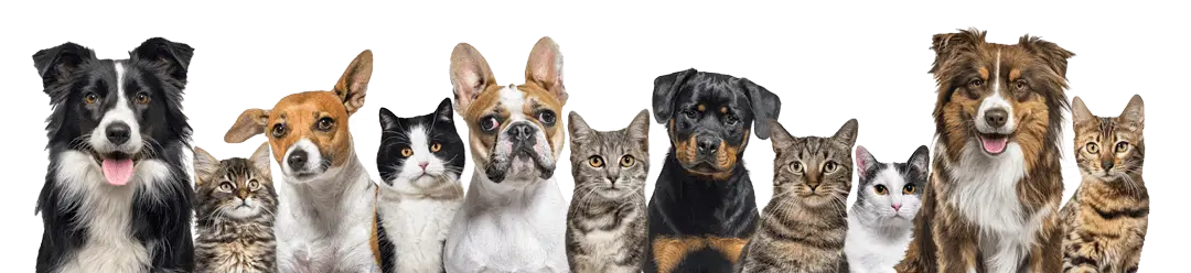 large-group-of-cats-and-dogs-looking-at-the-camera-on-blue-background2.png