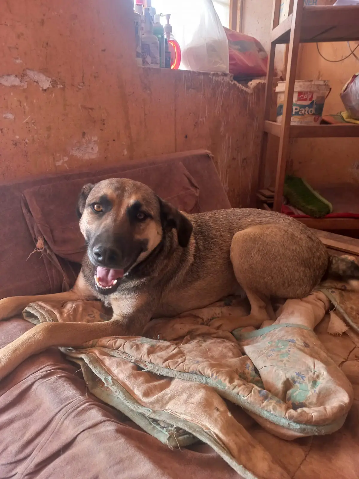 Lobo, perro rescatado en adopción en el albergue Callejeritos San Jerónimo, Cusco