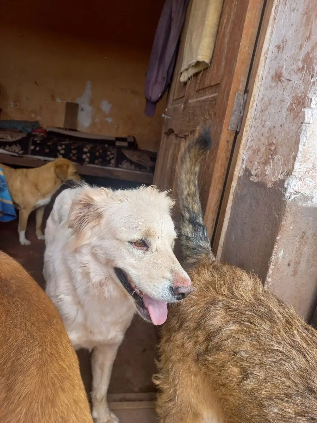 Megan y Olaf, perros en adopción en el albergue Callejeritos San Jerónimo, Cusco