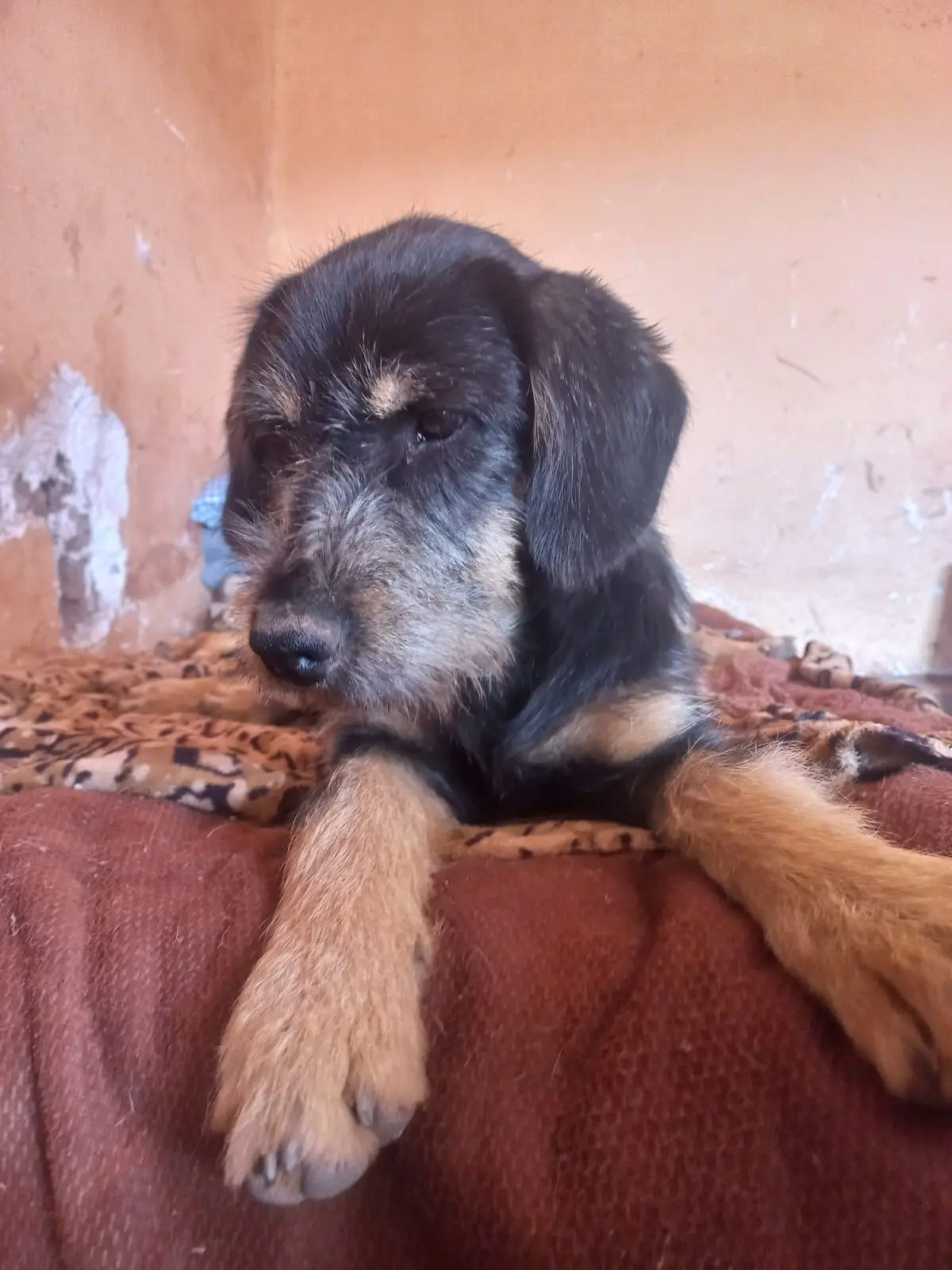 Ramón, perro en adopción en el albergue Callejeritos San Jerónimo, Cusco