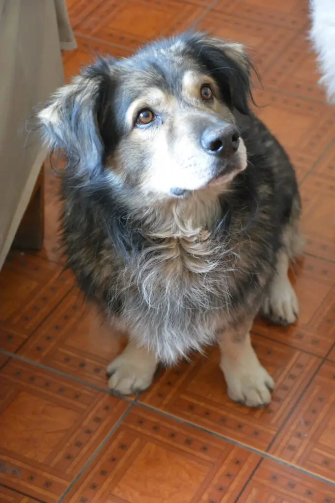 Perro rescatado de maltrato en adopción en el albergue Callejeritos San Jerónimo, Cusco