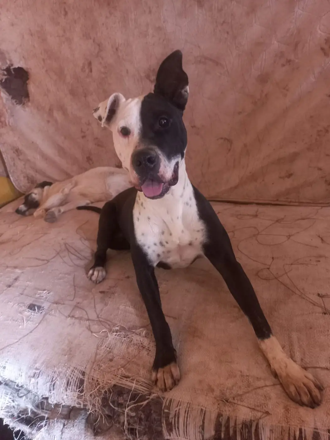 Simona, pitbull rescatada en adopción en el albergue Callejeritos San Jerónimo, Cusco