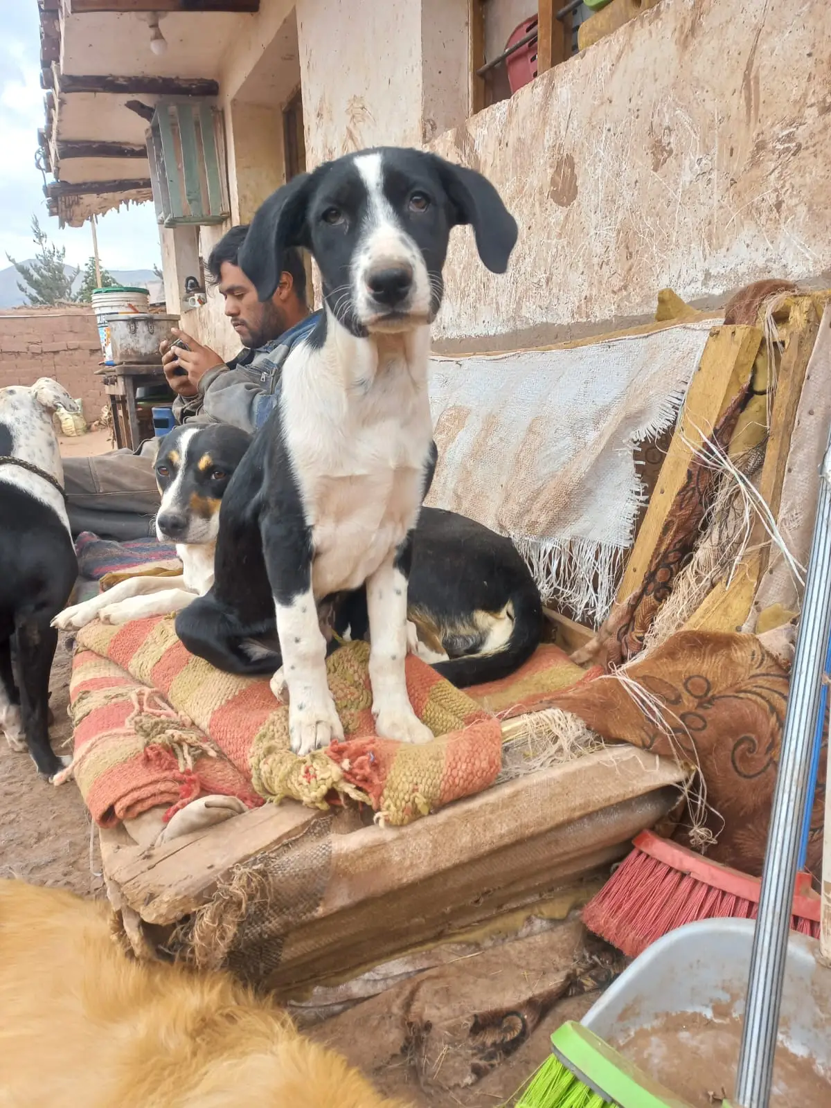 Uma y Pecas, perras en adopción en el albergue Callejeritos San Jerónimo, Cusco