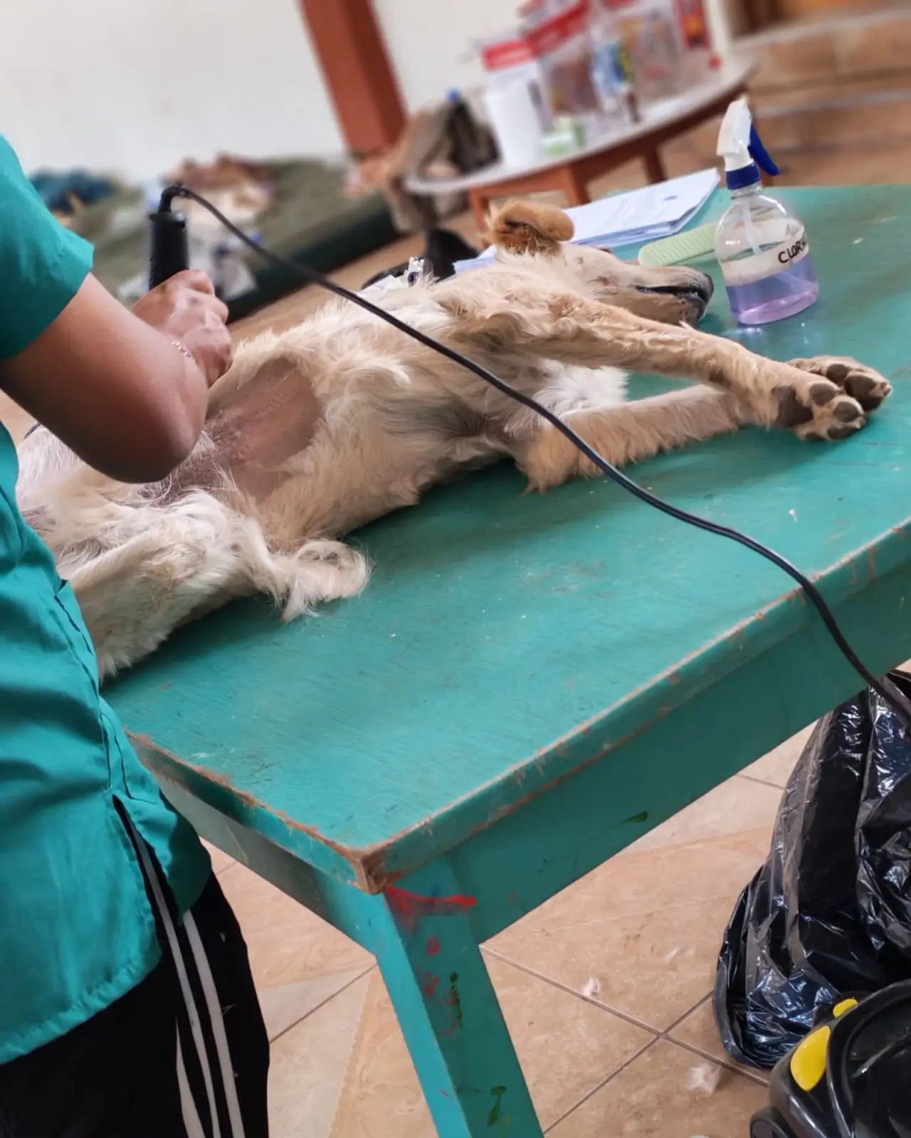 Perro razurado para esterilizarlo