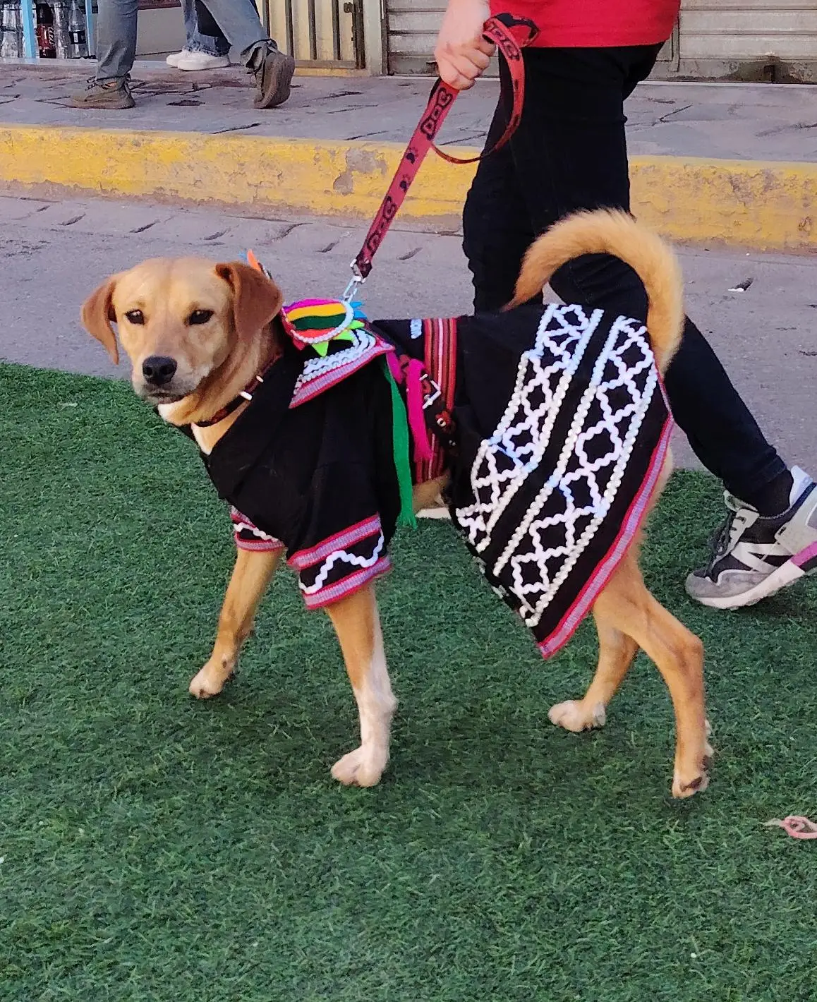 Perro disfrazado de ñusta