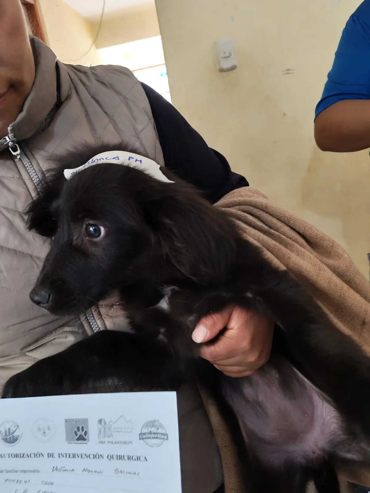Protección animal