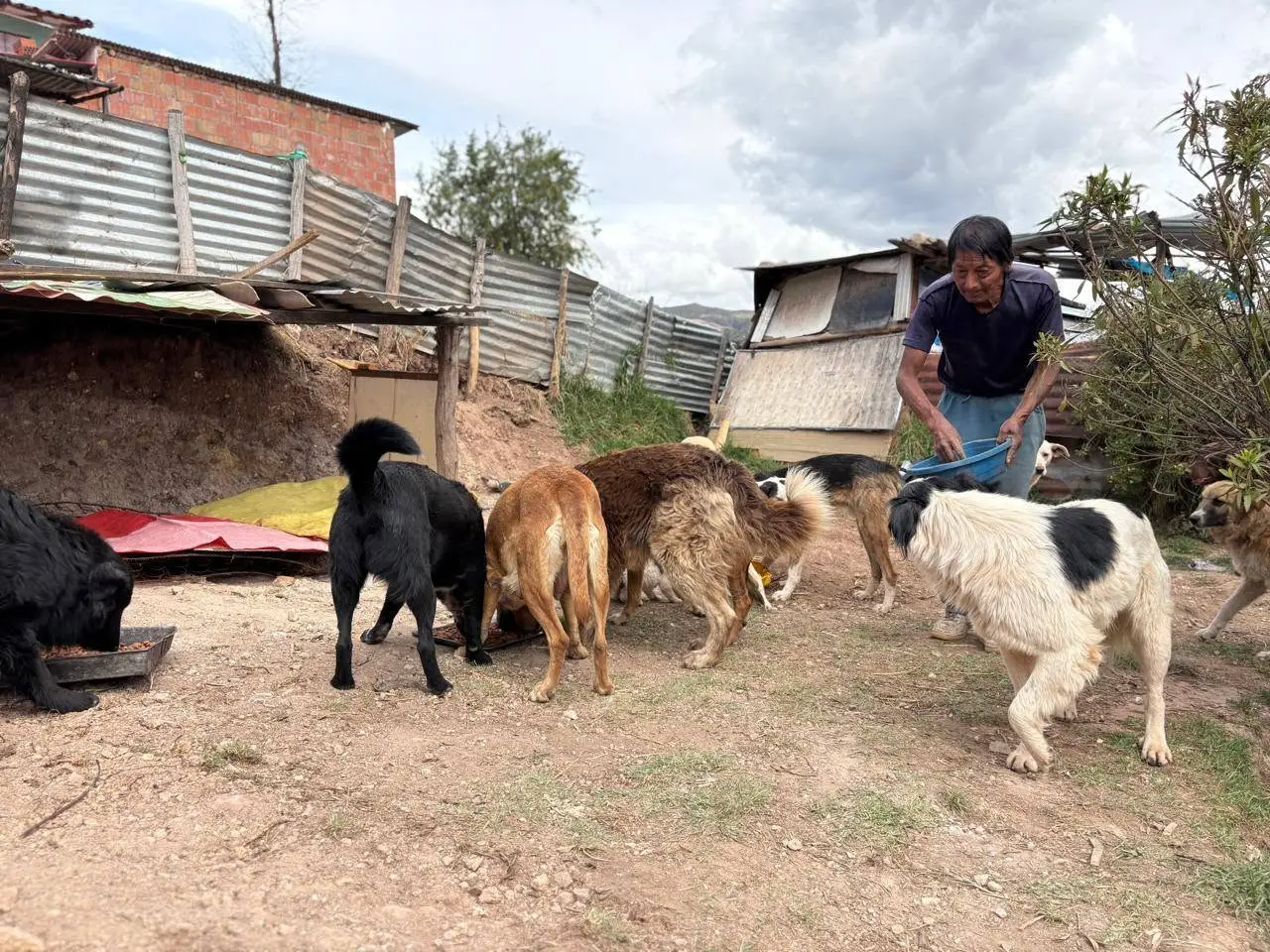 Señor Grimaldo y los perros de su albergue